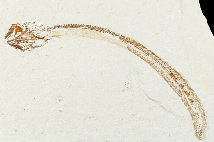 Cretaceous Primitive Eel (Enchelion) - Lebanon #173363